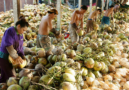 湄公河三角洲摄影照片_亚洲工人，椰子，越南人，湄公河三角洲