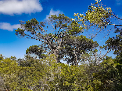 可信的摄影照片_南非开普敦康斯坦博西植物园内巨大的南非树木。