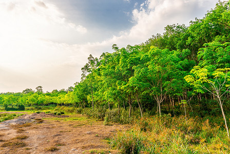泰国南部的种植树橡胶或乳胶树橡胶