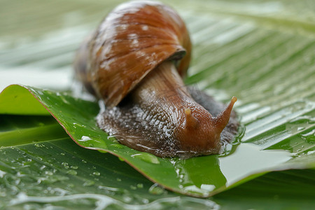 一只大棕色蜗牛，巨型非洲蜗牛，Achatina fulica，Lissachatina fulica，在绿色的湿叶上爬行。