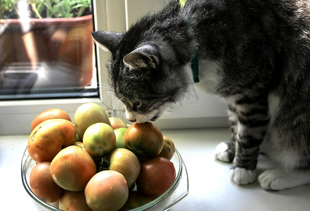 灰猫嗅着绿色西红柿