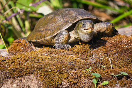 木瓜之摄影照片_地中海池龟，Monfragüe 国家公园，西班牙