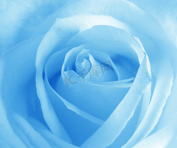 蓝玫瑰摄影照片_蓝玫瑰