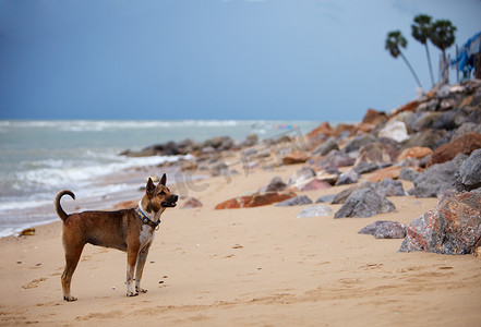 在海滩的狗