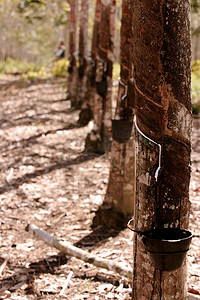 萃取咖啡摄影照片_种植橡胶树以生产乳胶