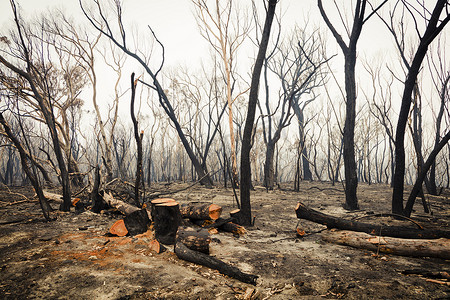 澳大利亚蓝山丛林大火烧毁的桉树