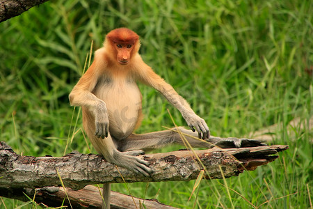 婆罗洲摄影照片_年轻的长鼻猴坐在树上，婆罗洲，马来西亚