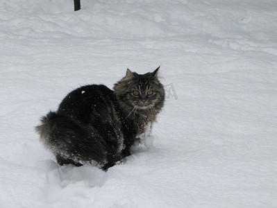 可爱的长毛虎斑小猫在雪地里玩耍