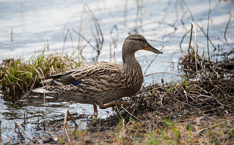 居民生活摄影照片_这里：一只林鸭做鸭子做的事——生活在林地湖泊中。