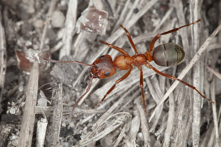 观察蚂蚁摄影照片_木红大蚂蚁特写