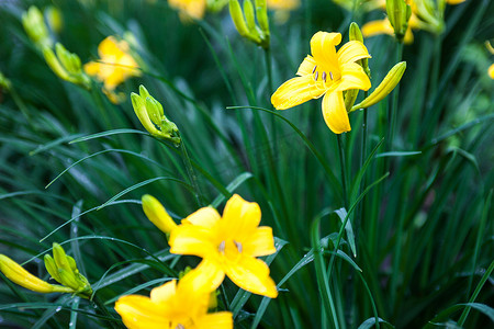 百合摄影照片_开花的黄色百合花和百合花蕾