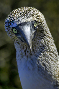 蓝脚鲣鸟，加拉帕戈斯国家公园，厄瓜多尔