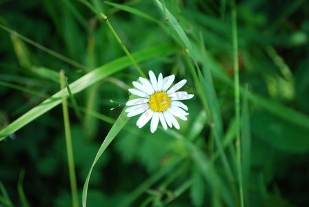 挪威花