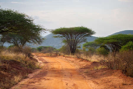肯尼亚大草原上的道路，有大树和山脉，猴子