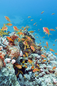 青蒿摄影照片_有鱼群的珊瑚礁 scalefin anthias，水下