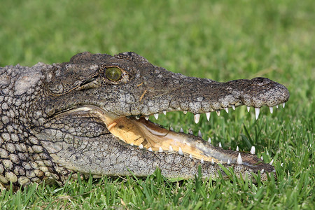 尼罗河摄影照片_尼罗河鳄鱼肖像
