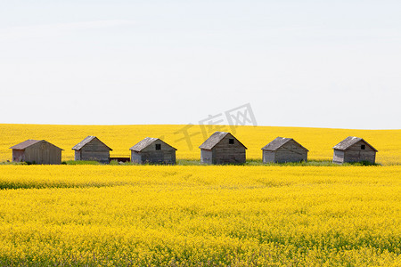 农业摄影照片_农场小屋油菜田农业景观