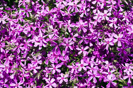 丁香茎摄影照片_小紫色花美好的自然本底