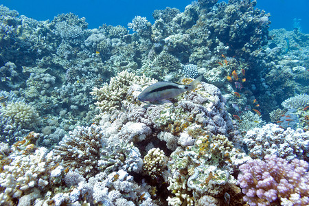 山菌摄影照片_五颜六色的珊瑚礁与异国情调的鲶鱼，水下