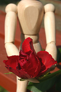 送给心爱的人摄影照片_红玫瑰送给心爱的人特写