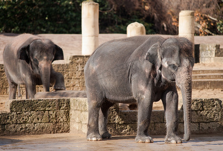 亚洲象：亚洲的动物生活