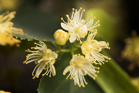 茶壶和杯子用菩提树茶和花