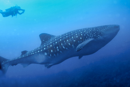 鲸鲨，达尔文和沃尔夫群岛，加拉帕戈斯群岛，加拉帕戈斯国家公园，厄瓜多尔