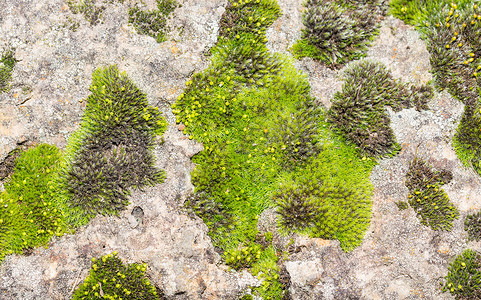 石材表面有绿色苔藓背景。