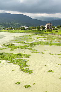 受污染的池塘摄影照片_受污染的杂草丛生的河流