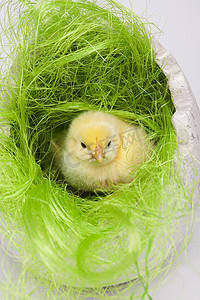 可爱的小鸡，春天多彩明亮的主题
