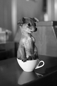 可爱的小杯子摄影照片_可爱的小狗