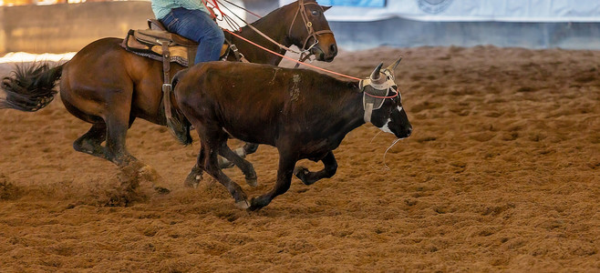 牛奔跑摄影照片_追逐奔跑的小牛的骑马者