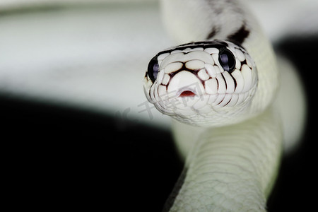白蛇