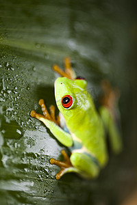 绿色小青蛙摄影照片_彩色背景上叶子上的青蛙