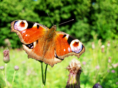 inachis/aglais io 自然界中的蝴蝶特写照片