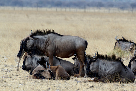 野生角马 Gnu