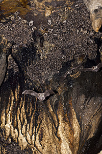 洞穴中的蝙蝠