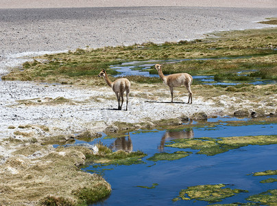 骆驼在智利-阿根廷-玻利维亚的阿塔卡马吃草