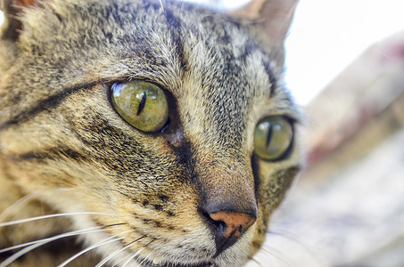 原件摄影照片_猫肖像原件