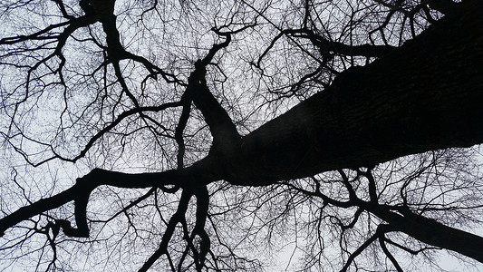 黑阴影摄影照片_黑树
