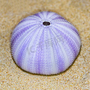 海胆或海胆壳