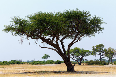 非洲开阔的大草原平原上的大金合欢树