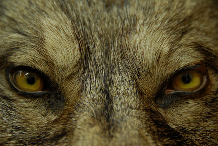 狼的眼睛眼摄影照片_狼眼