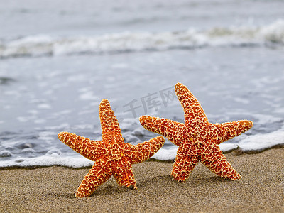 两只海星摄影照片_海岸线上的两只橙色海星，背后是蓝色的波浪