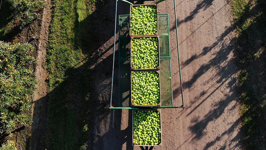苹果园，苹果收获，拖拉机运载装满青苹果的大木箱，顶视图，航空视频