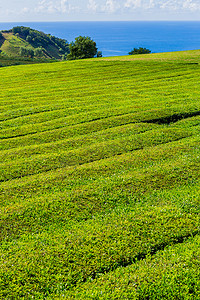 工厂茶摄影照片_茶厂 Cha Gorreana