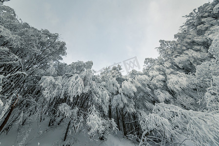 森林背景梦幻背景摄影照片_梦幻般的冬季森林景观中美丽的降雪。