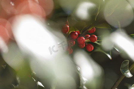 青红色的水果摄影照片_西班牙自然环境中的野生冬青