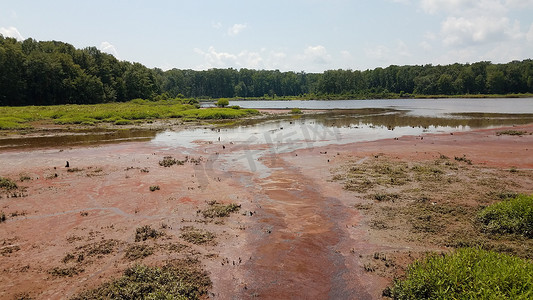 受污染的池塘摄影照片_泥浆和红藻在湿地的水中绽放