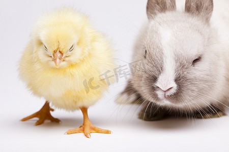 兔子和小鸡，春天五颜六色的明亮的题材